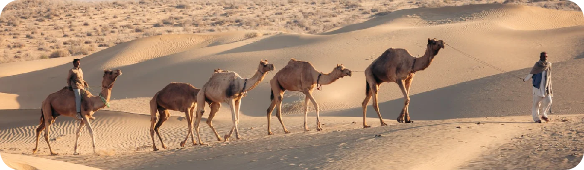 Camel Safari